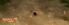 Radium Aqua Reborn Cap 100-57.gif