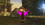 Exyra Online l CAP 100 l CHEU l Job Based l GO 02092022 l 200 USD Fortress War-120.gif