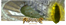 Pharos Online I 120 Cap I Europe Chinese I Full Aktivite I Future of Pharos | GRAND OPENİNG 0...png